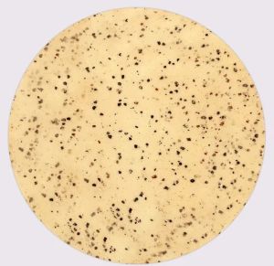 Urad Dal Papad