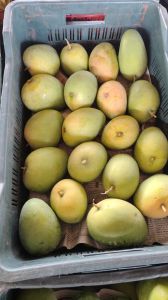 A Grade Taiwan Pink Guava