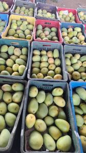 A Grade Taiwan Pink Guava