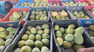 A Grade Taiwan Pink Guava