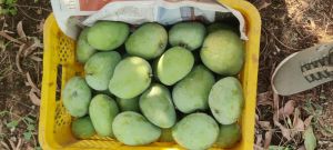 A Grade Taiwan Pink Guava