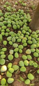 A Grade Taiwan Pink Guava
