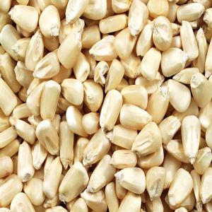 Dried White Maize Seeds