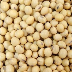 Soybean Seeds