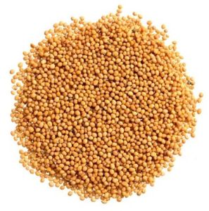 Yellow Mustard Seeds