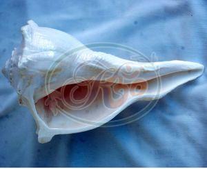 Conch Shells