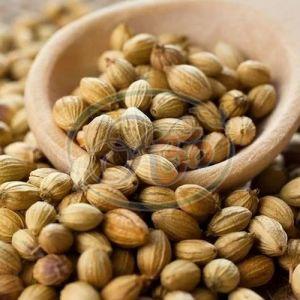 Coriander Seeds