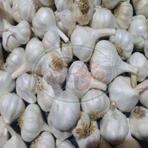 Fresh Garlic
