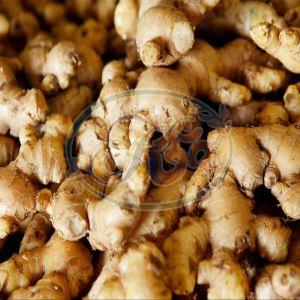 Fresh Ginger