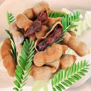 Fresh Tamarind