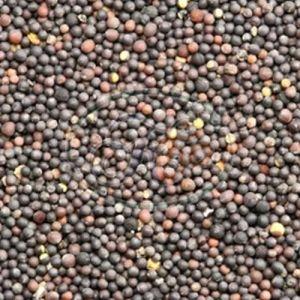 Mustard Seeds