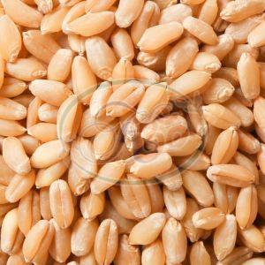 Wheat Seeds