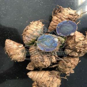Fresh Black Turmeric