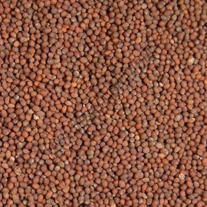 Brown Mustard Seeds