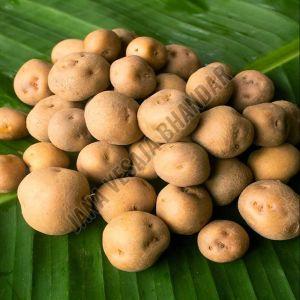 Fresh Baby Potato