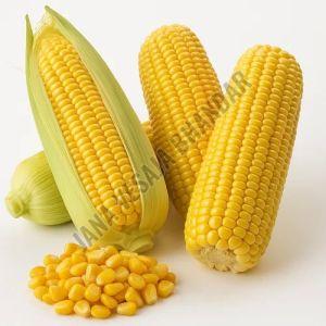 Fresh Sweet Corn