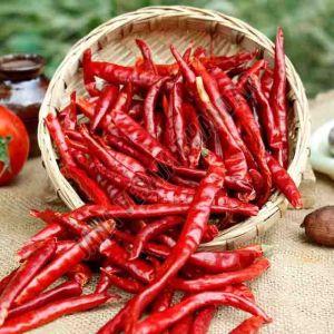 Guntur Dried Red Chilli