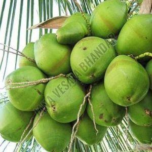 Tender Coconut