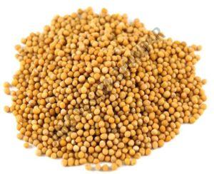 Yellow Mustard Seeds