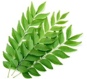 Fresh Curry Leaves