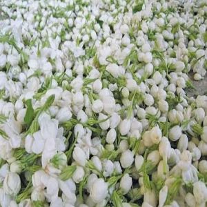 Fresh Kandi Vattam Jasmine Flower