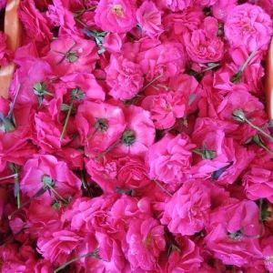 Fresh Paneer Rose Flower