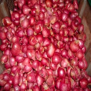 Fresh Small Red Onion