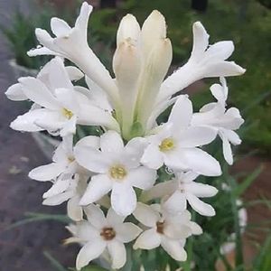 Fresh White Sampangi Flower