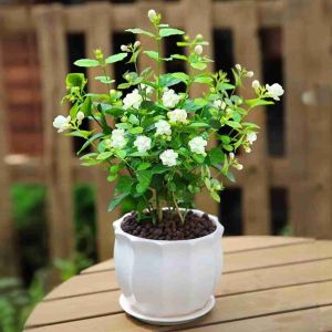 Natural Jasmine Plant