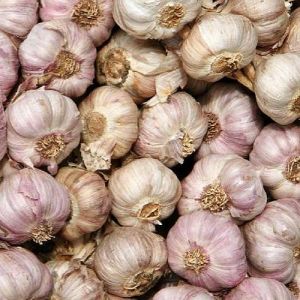 Vellai Poondu Fresh Garlic