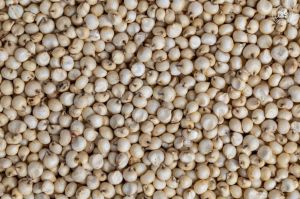 Sorghum Millet Seeds
