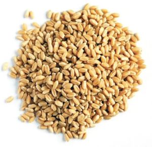 Whole Wheat Seeds