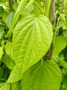 Natural Betel Leaf