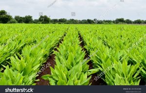 Natural Betel Leaf