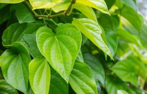 Natural Betel Leaf