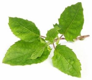 Fresh Tulsi Leaves