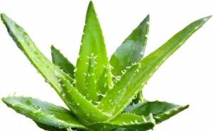 Natural Aloe Vera Leaves