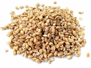 Premium Barley Grains