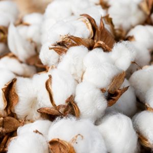 Raw Cotton Fiber