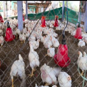 Poultry Feed
