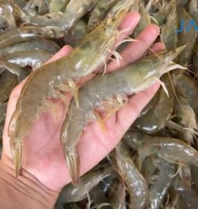 White Leg Shrimp