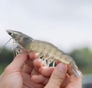 40 Count Vannamei Prawns