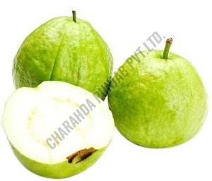 Fresh Guava