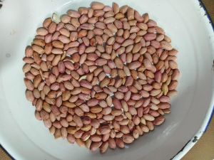 Ground Nut