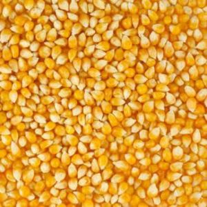 Maize Seeds