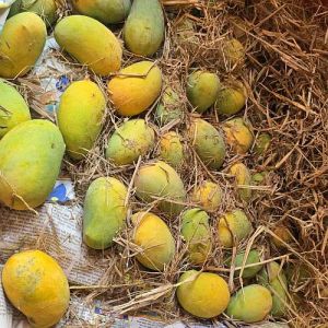 Farm Fresh Kesar Mango