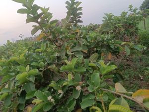 Fresh Red Guava