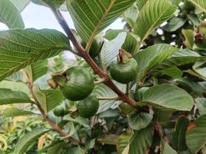 Fresh Red Guava