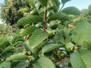Fresh Red Guava