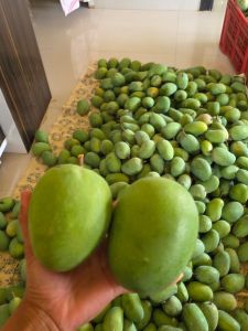 Fresh Raw Kesar Mango